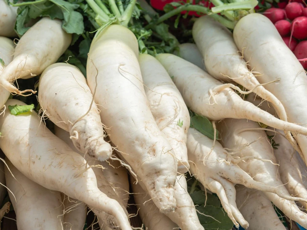 White Icicle Radish Seeds - Mini Daikon, Annual, Outdoor, Zones 3-12 - Image 2