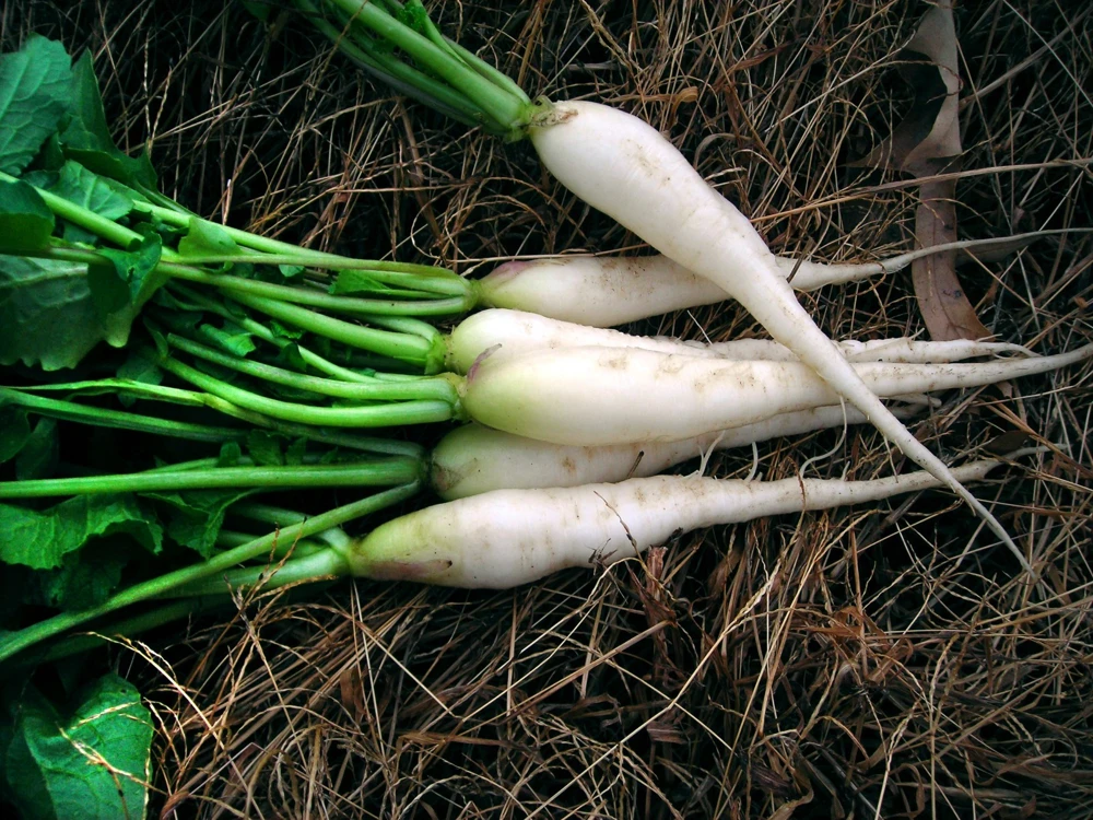 White Icicle Radish Seeds - Mini Daikon, Annual, Outdoor, Zones 3-12 - Image 1
