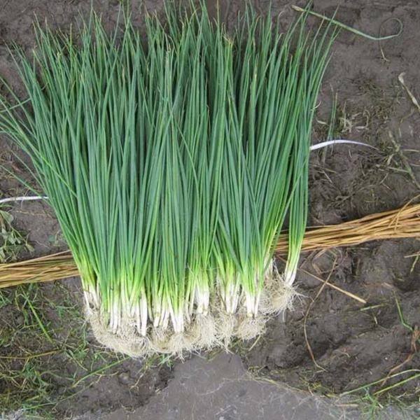 White Lisbon Bunching Onion Seeds - Heirloom Scallions, Allium fistulosum, Easy Grow - Image 1