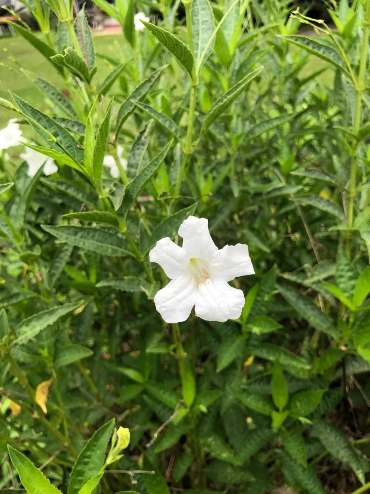 White Mexican Petunia Live Plants Pack of 2 Ruellia White Flowering Perennial Heat Tolerant Outdoor Garden Plant Wet or Dry Soil Zone 8 to 11 5 to 9 Inch - Image 1