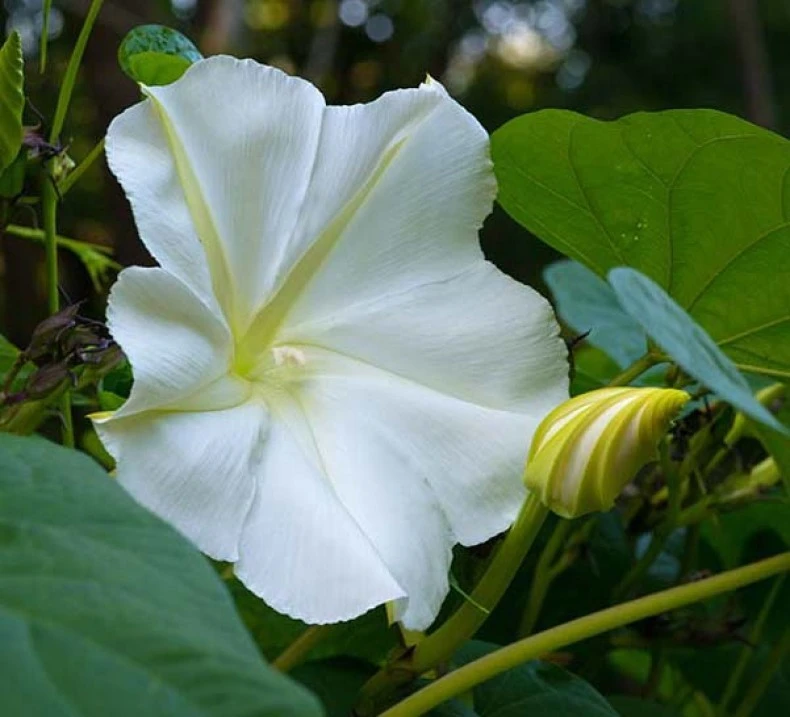 White Morning Glory Moonflower Vine Seeds – Ipomea alba – Outdoor Annual - Image 1