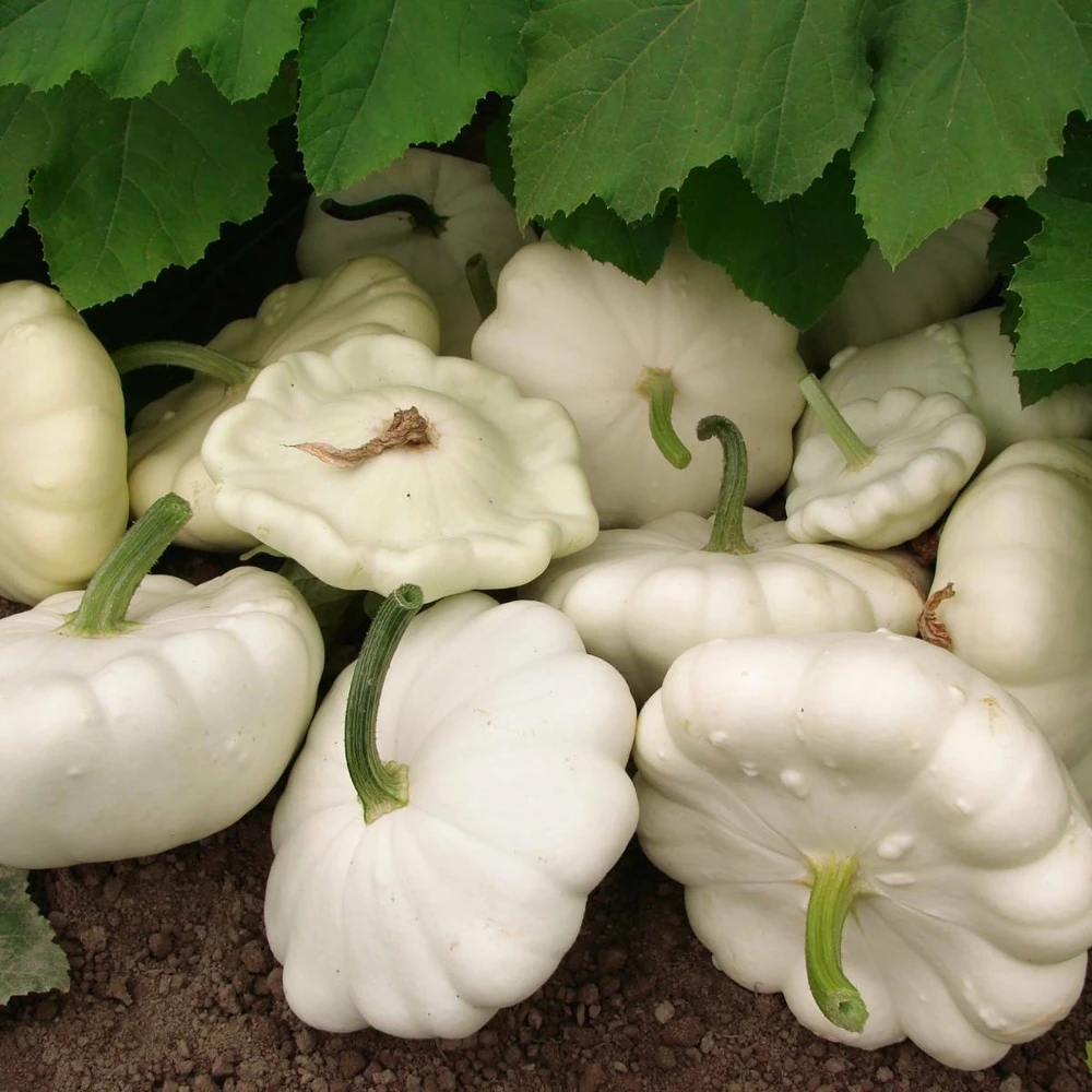 White Patty Pan Summer Squash Seeds - Easy Grow Vegetable Seeds Outdoor - Image 1