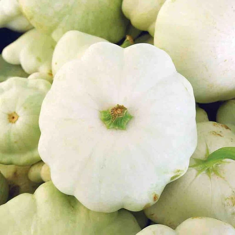 White Patty Pan Summer Squash Seeds - Easy Grow Vegetable Seeds Outdoor - Image 2