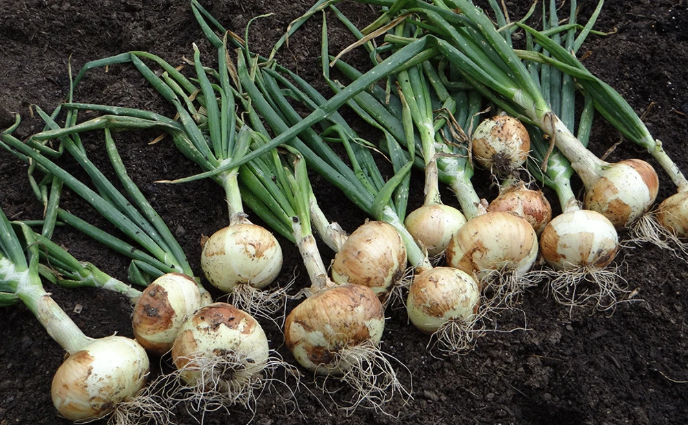 White Sweet Spanish Onion Seeds - Heirloom, Allium cepa, Annual, Full Sun - Image 1