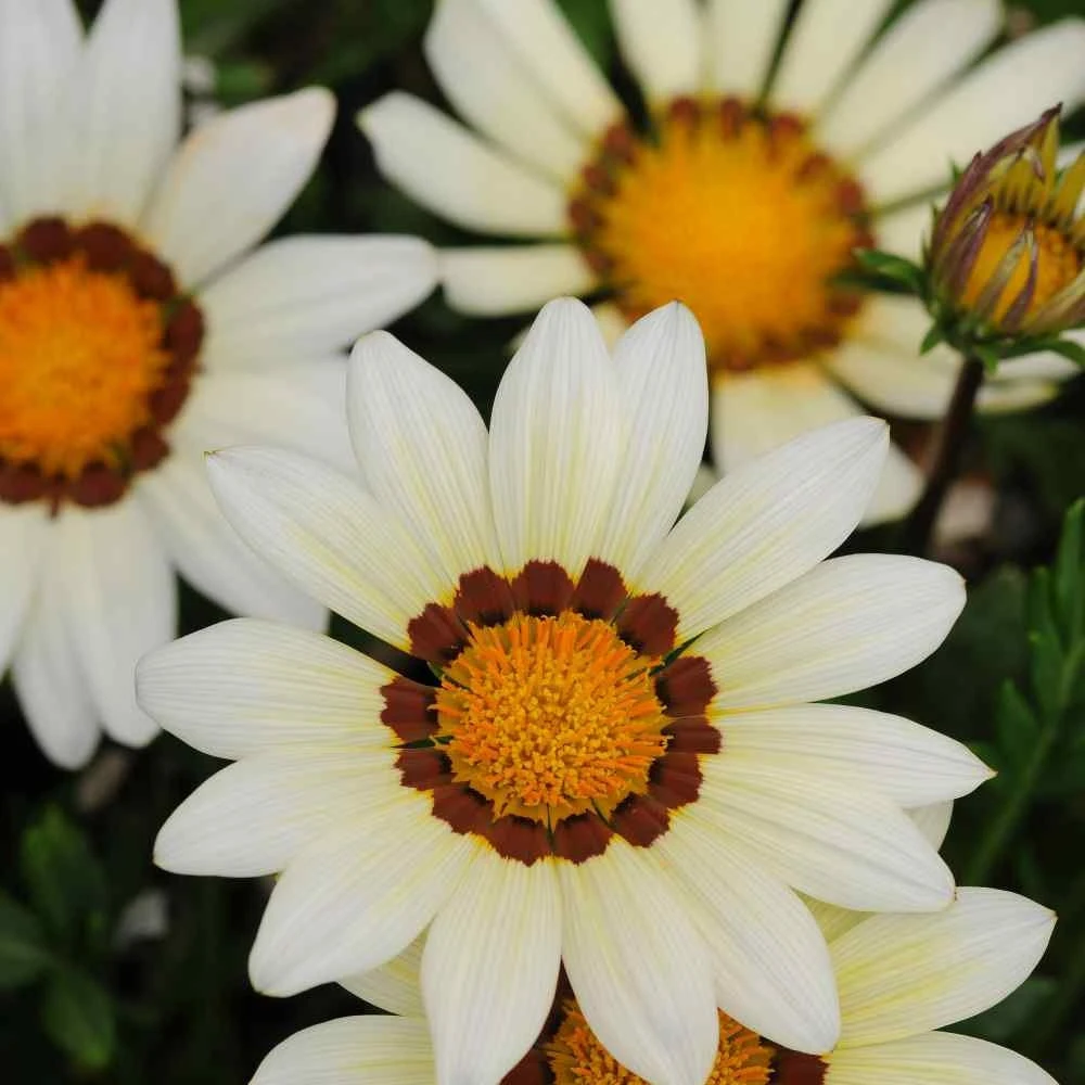 White Treasure Flower Gazania Rigens Seeds - 25 Drought Tolerant Seeds - Image 1