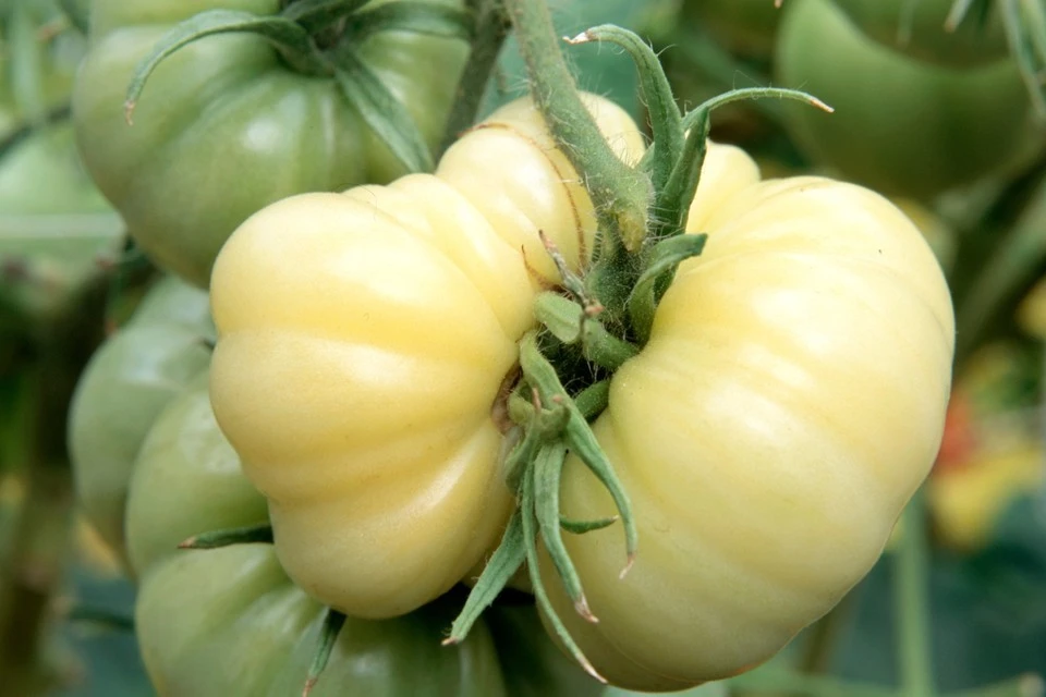 White Wonder Beefsteak Tomato Seeds - 30 Seed Pack, Outdoor - Image 1
