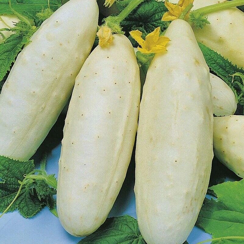 White Wonder Cucumber Seeds - Heirloom, Open-Pollinating, Easy Grow - Image 2