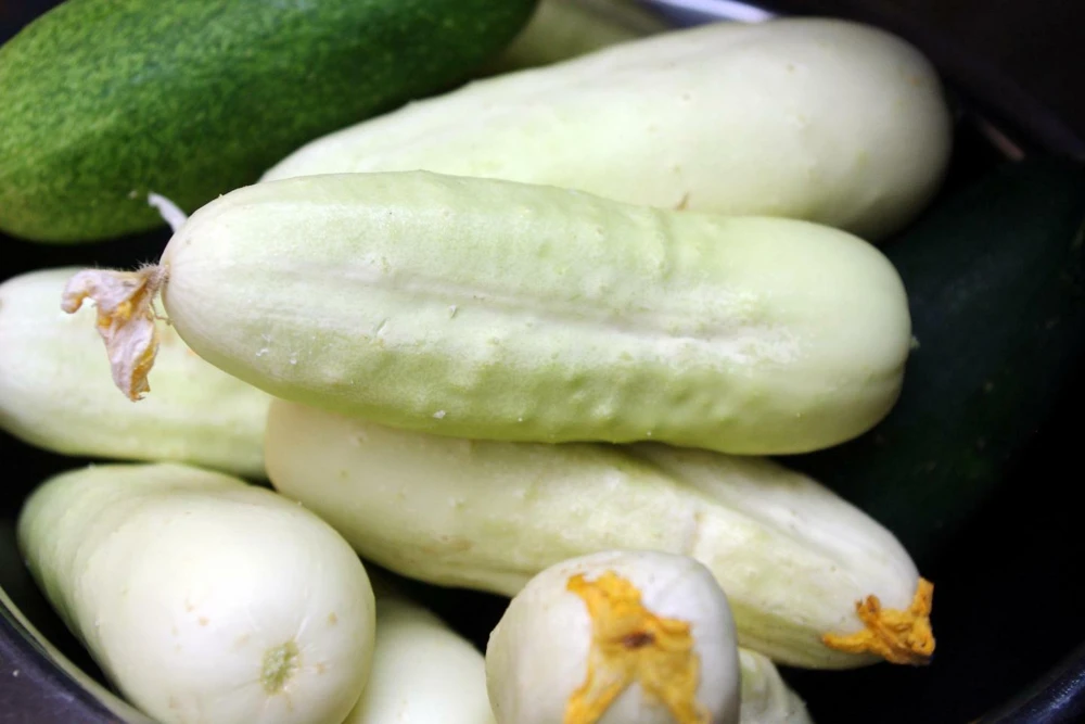 White Wonder Cucumber Seeds - Heirloom, Open-Pollinating, Easy Grow - Image 1