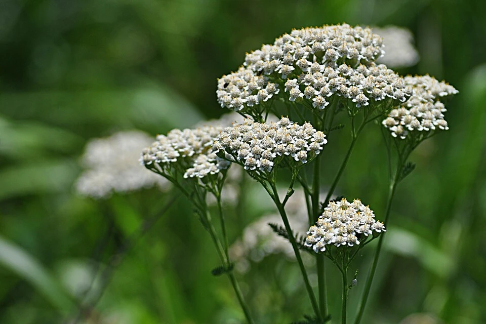 White Yarrow Wildflower Seeds - Perennial Achillea millefolium for Outdoor Gardens - Image 1