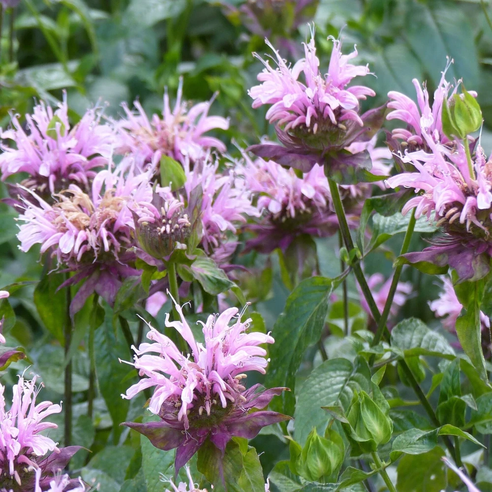 Wild Bergamot Seeds Monarda Fistulosa Bee Balm - Attracts Butterflies & Bees - Perennial - Image 1