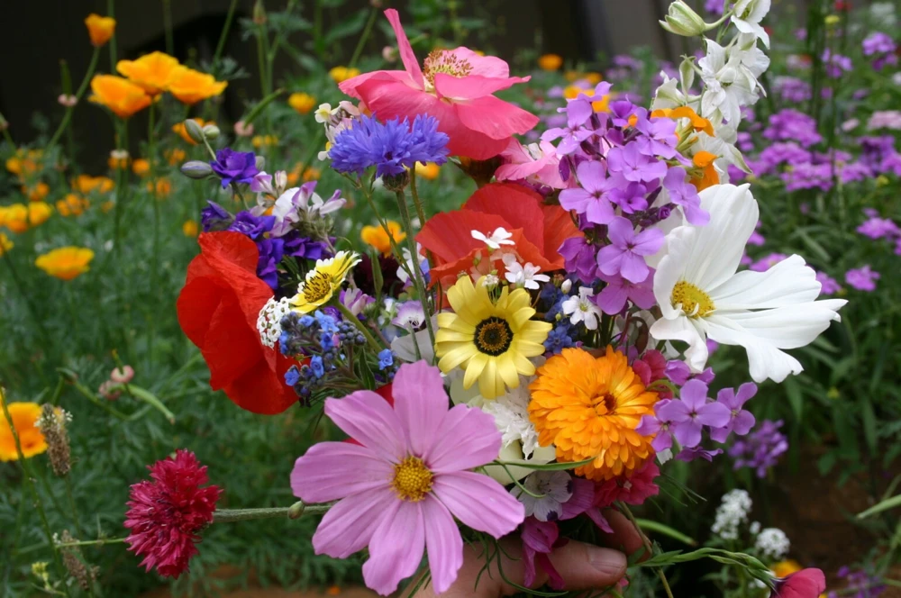 Wildflower Mix Seeds – 35 Species Annual & Perennial Flower Seeds – Multicolor – Full Sun - Image 1