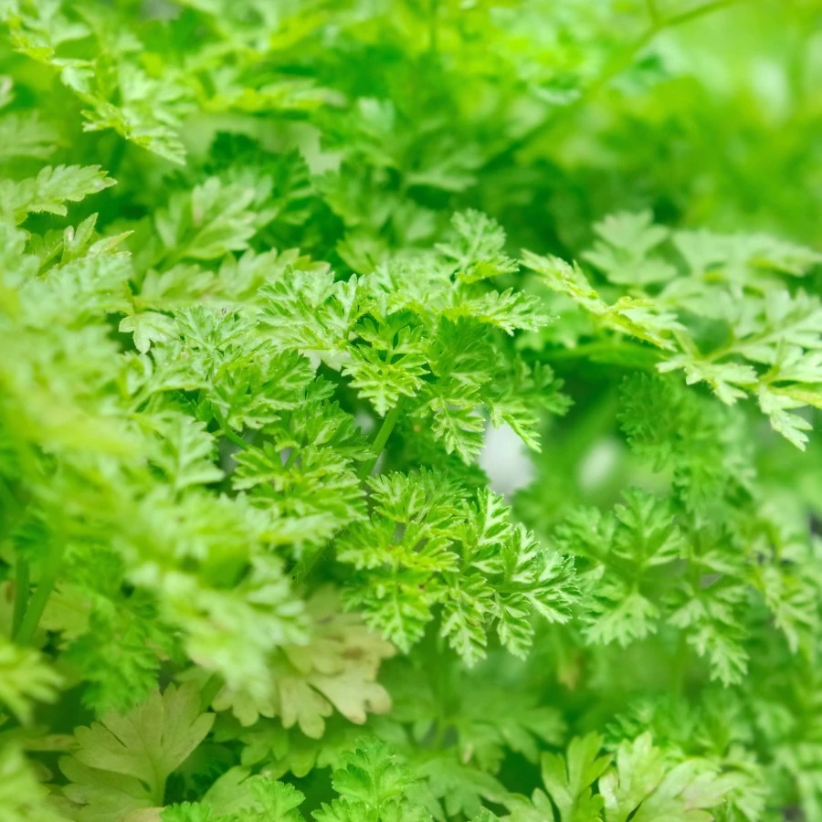 Winter Chervil Seeds - French Parsley Heirloom Herb Seeds - Bushy & Compact - Image 1