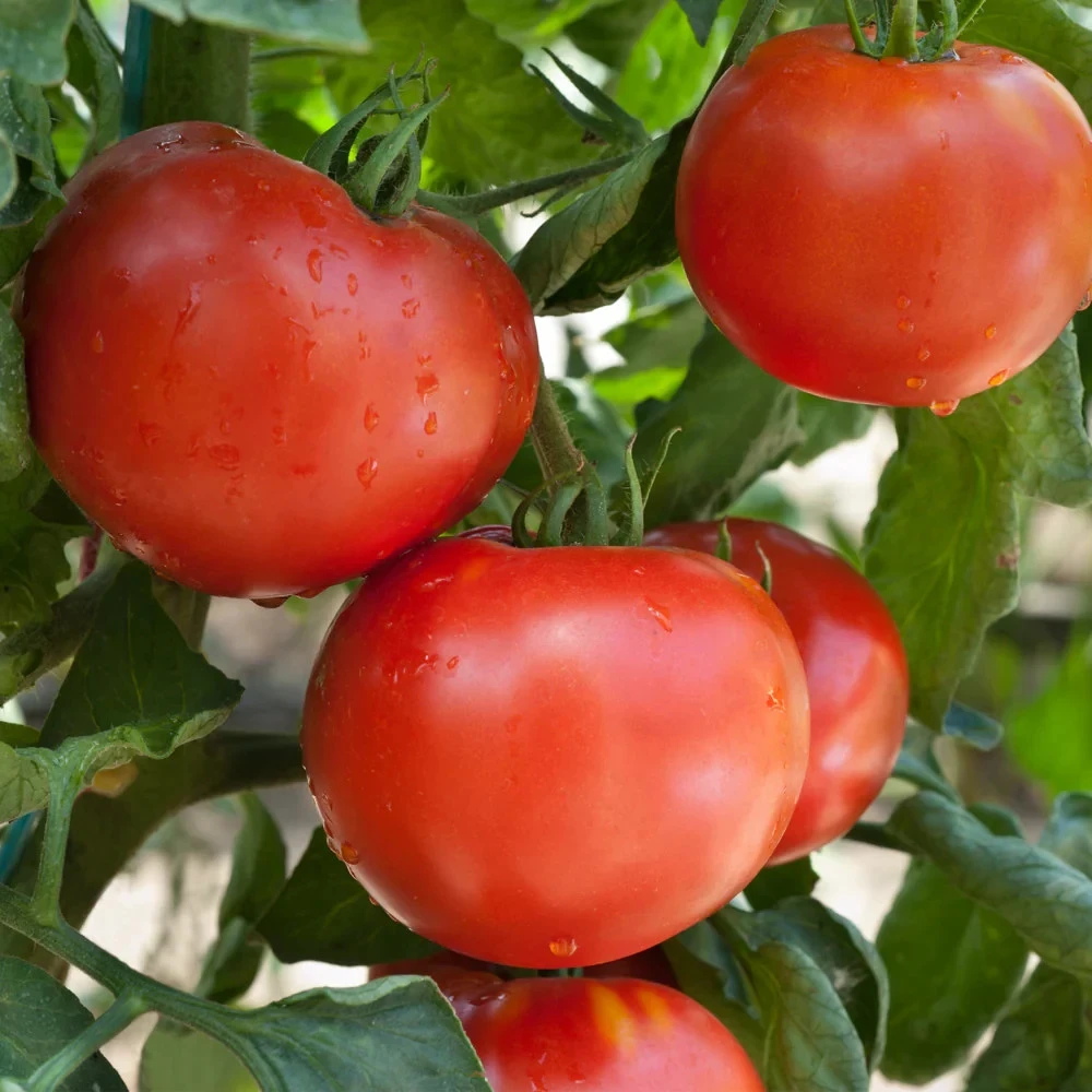 Wisconsin 55 Tomato Seeds - Heirloom, Red, Short Season, Outdoor, Easy Grow - Image 2