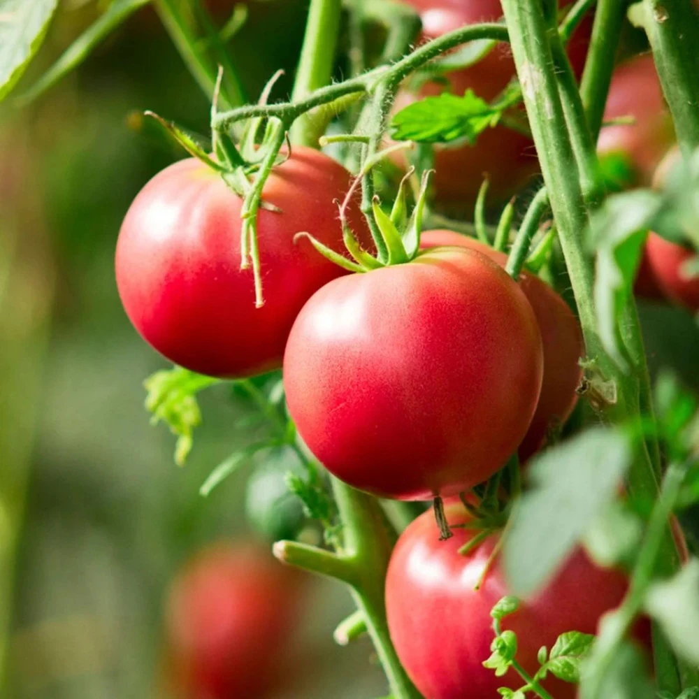 Wisconsin 55 Tomato Seeds - Heirloom, Red, Short Season, Outdoor, Easy Grow - Image 1