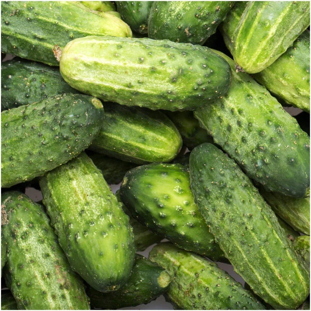 Wisconsin SMR 58 Pickling Cucumber Seeds - 30 Seeds, Outdoor, Annual - Image 2