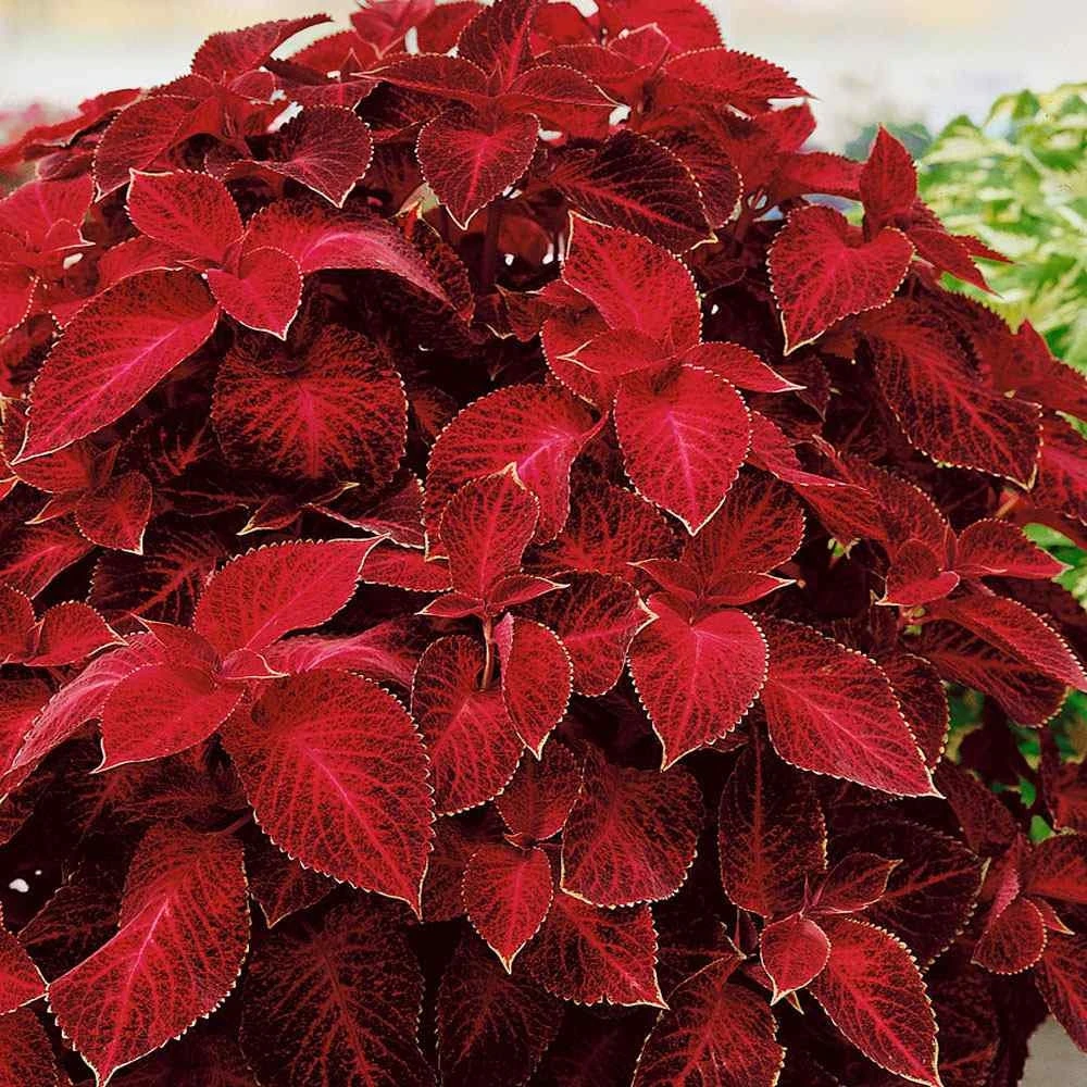 Wizard Red Velvet Coleus Seeds - 200 Seed Pack - Shade Garden Plants - Image 2