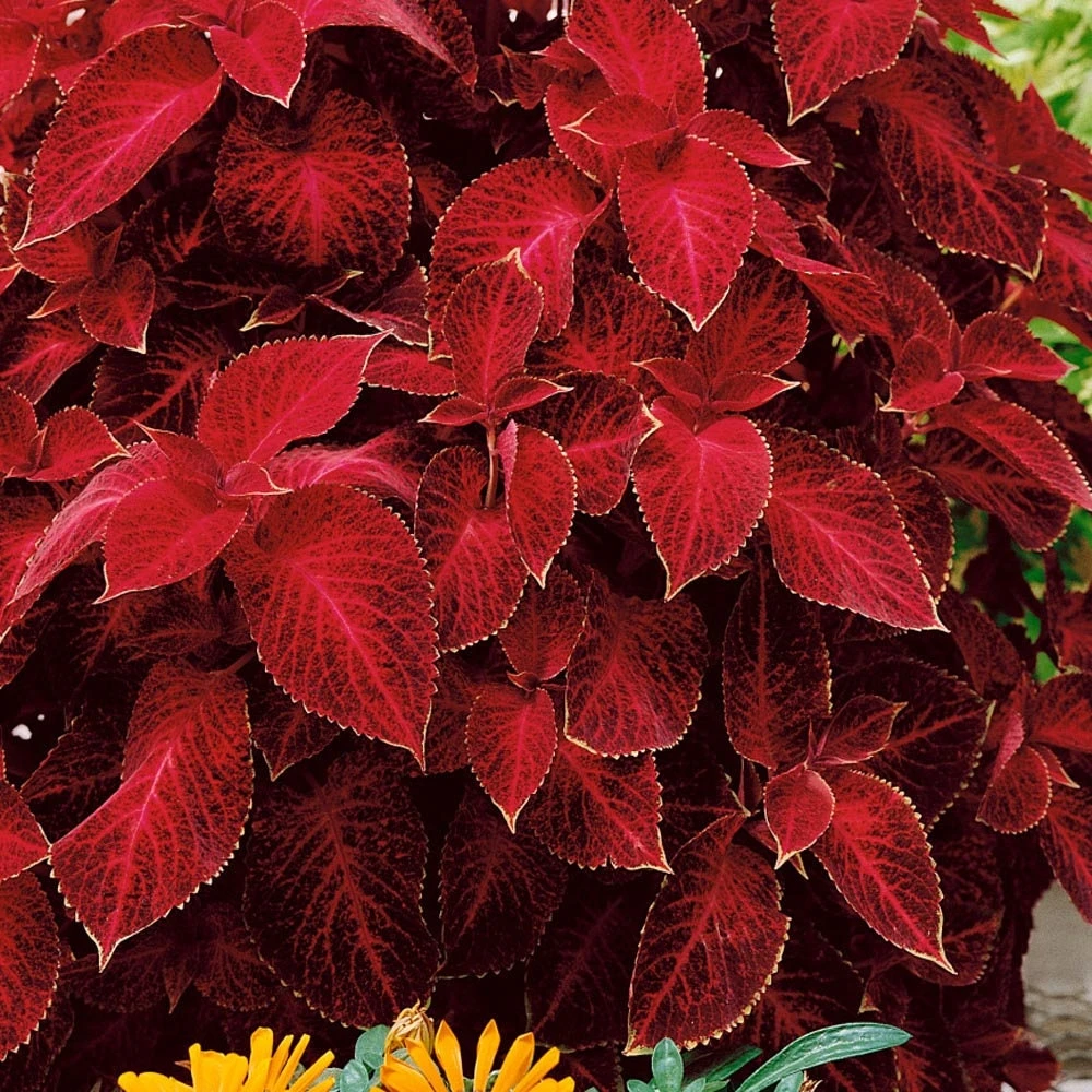 Wizard Red Velvet Coleus Seeds - 200 Seed Pack - Shade Garden Plants - Image 3