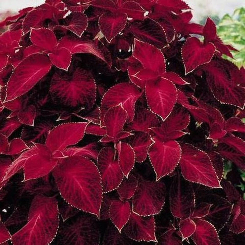 Wizard Red Velvet Coleus Seeds - 200 Seed Pack - Shade Garden Plants - Image 4