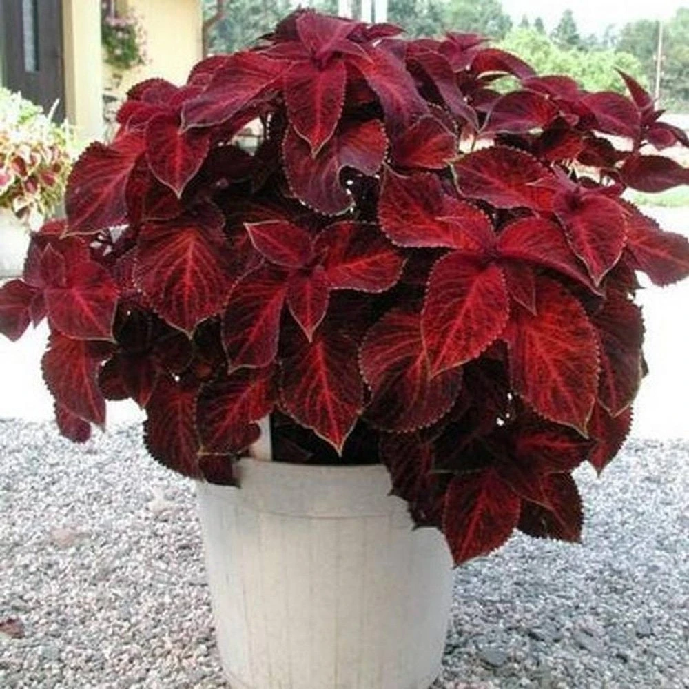 Wizard Red Velvet Coleus Seeds - 200 Seed Pack - Shade Garden Plants - Image 5