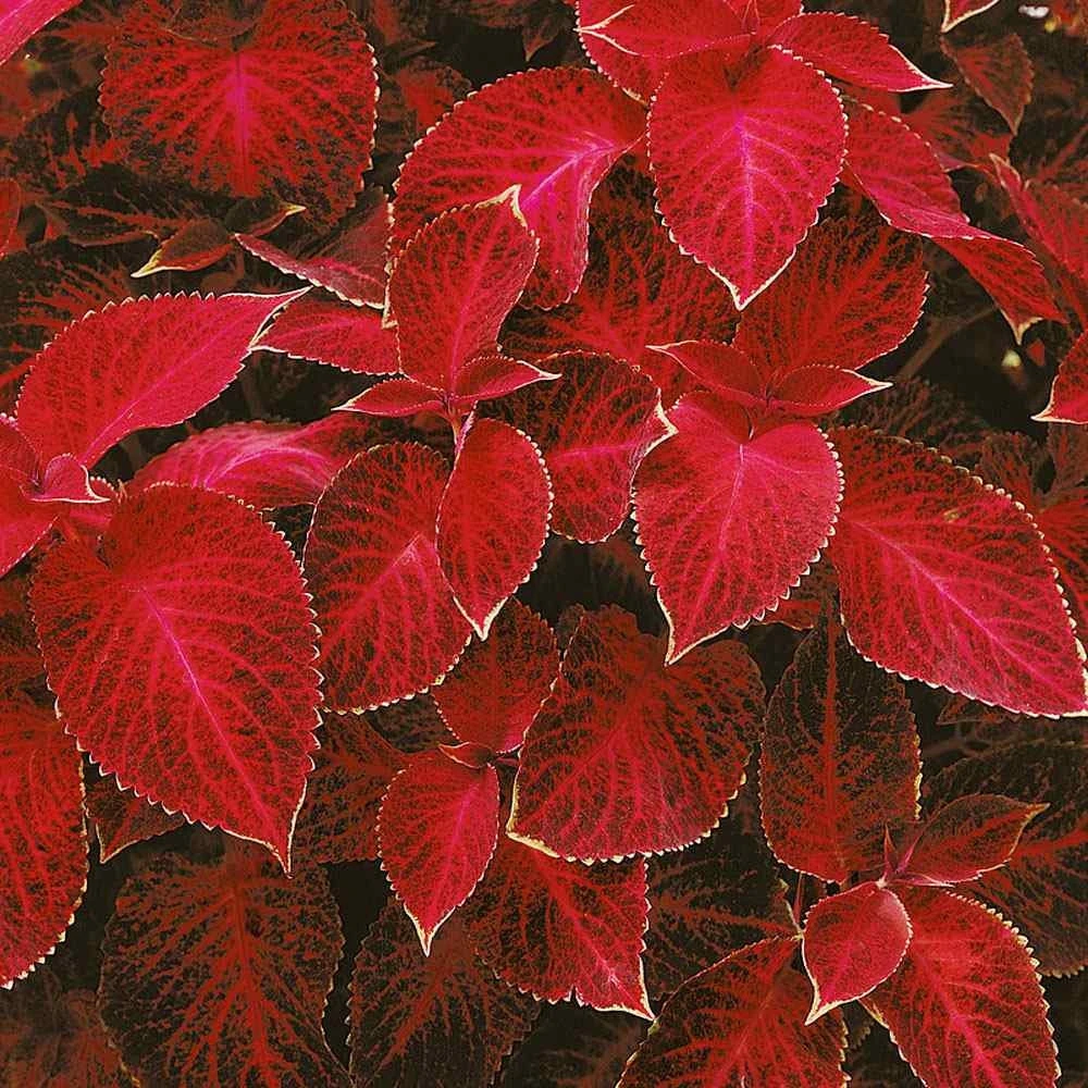 Wizard Red Velvet Coleus Seeds - 200 Seed Pack - Shade Garden Plants - Image 1