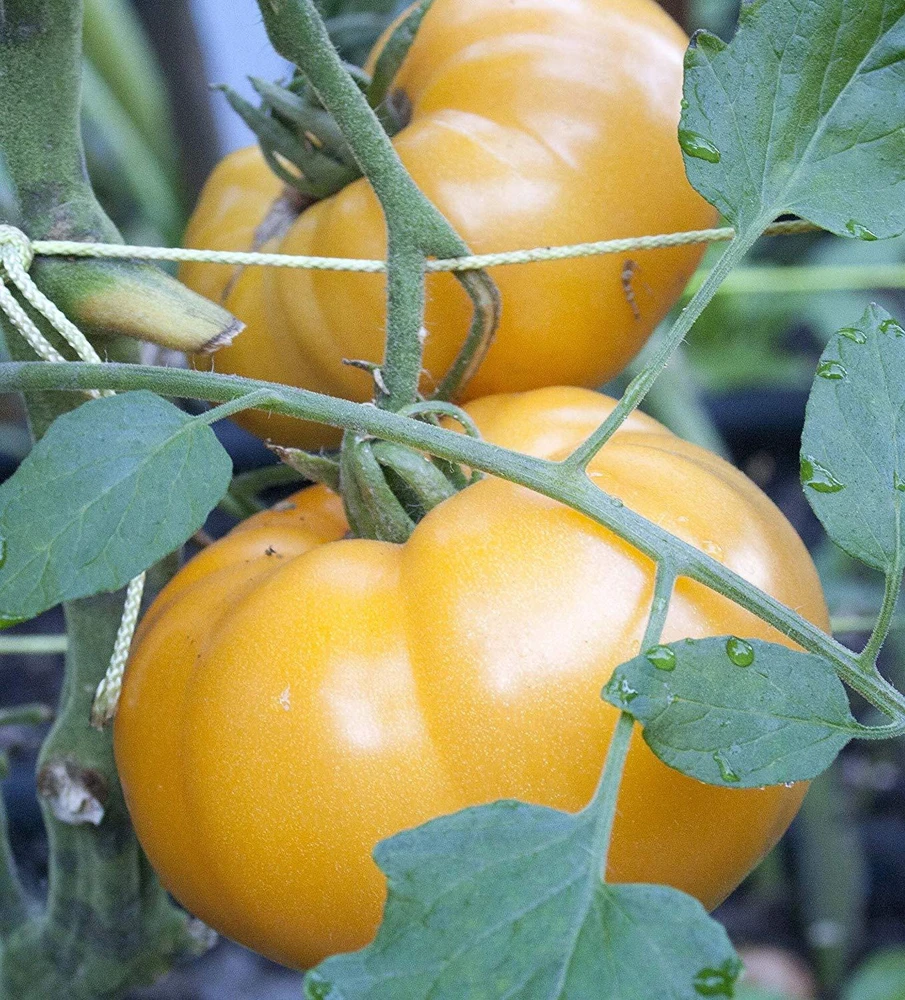 Yellow Brandywine Tomato Seeds - Indeterminate, Potato Leaf, Annual - Image 2