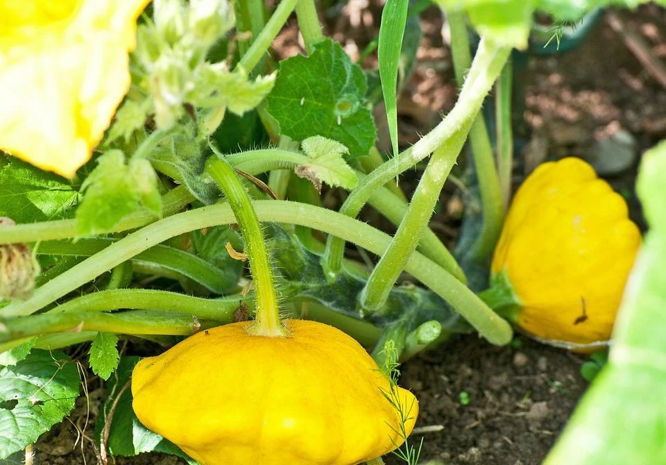 Yellow Bush Scallop Summer Squash Seeds - Golden Custard Patty Pan Outdoor - Image 2