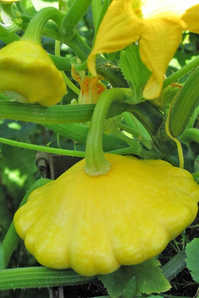 Yellow Bush Scallop Summer Squash Seeds - Golden Custard Patty Pan Outdoor - Image 1