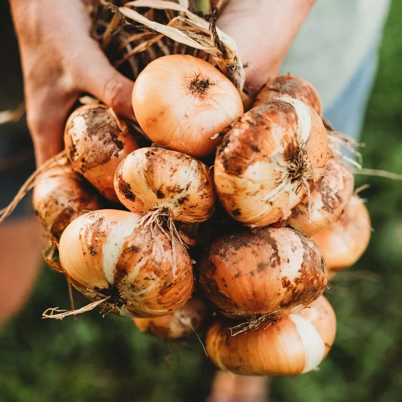 Yellow Cipollini Onion Seeds - Italian Giallo Onion Seeds - Easy to Grow - Image 2