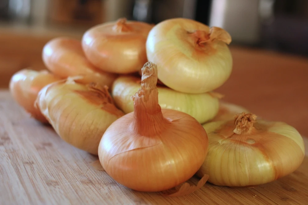 Yellow Cipollini Onion Seeds - Italian Giallo Onion Seeds - Easy to Grow - Image 1