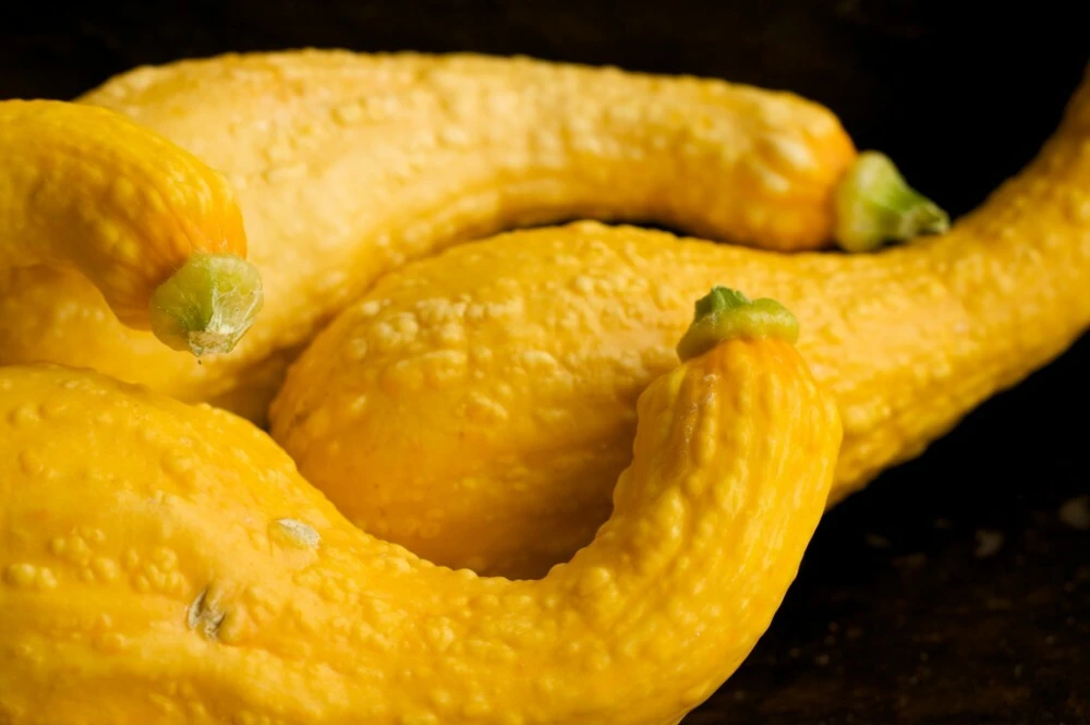 Yellow Crookneck Squash Seeds - 1/4 LB Heirloom Annual for Outdoor Planting - Image 2