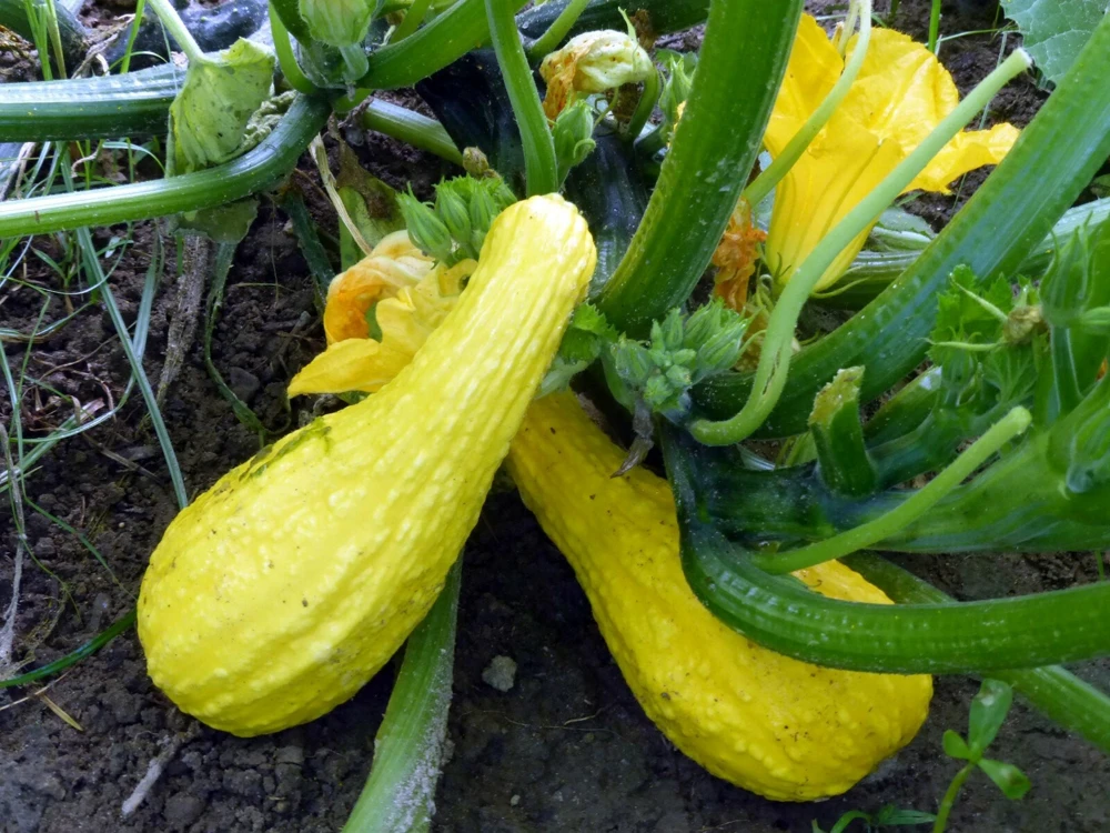 Yellow Crookneck Squash Seeds - 1/4 LB Heirloom Annual for Outdoor Planting - Image 1