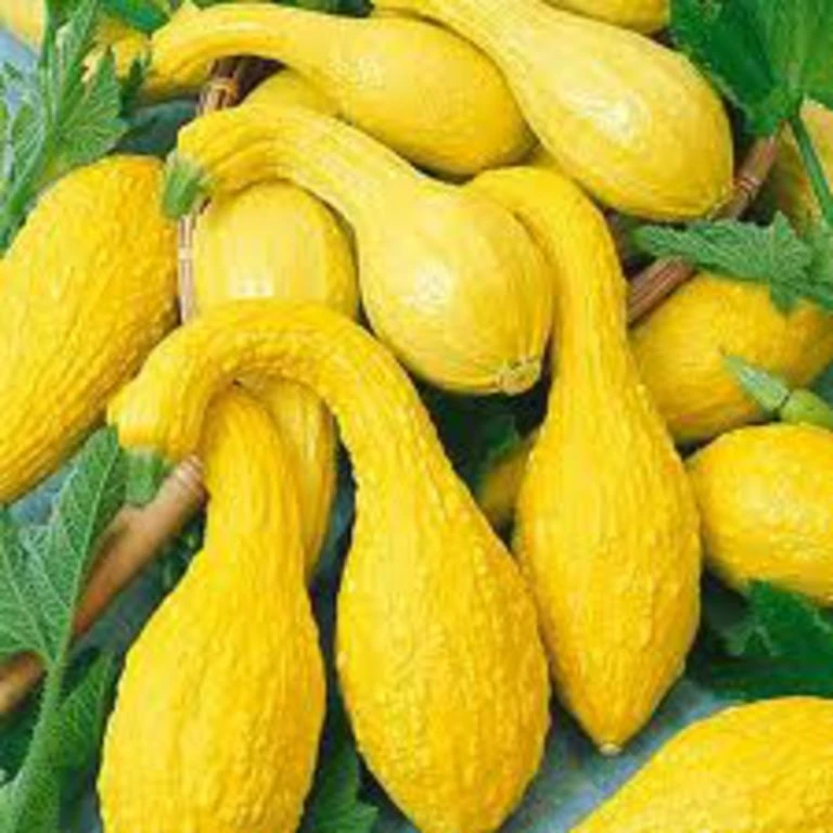 Yellow Crookneck Summer Squash Seeds - Easy to Grow, Prolific Harvest - Image 1