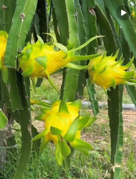 Yellow Dragon Fruit live Plant /white flesh/Organic grows/12” tall - Image 2