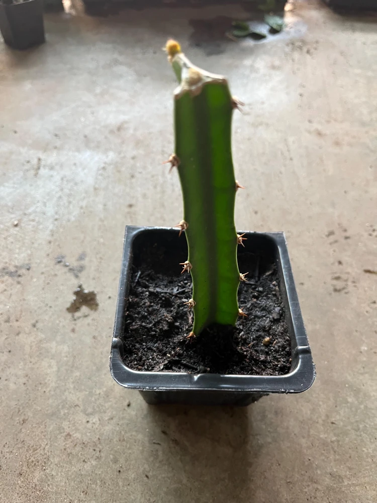 Yellow Dragon Fruit live Plant /white flesh/Organic grows/12” tall - Image 3