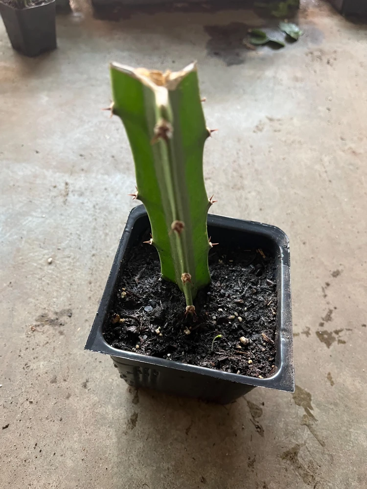 Yellow Dragon Fruit live Plant /white flesh/Organic grows/12” tall - Image 4