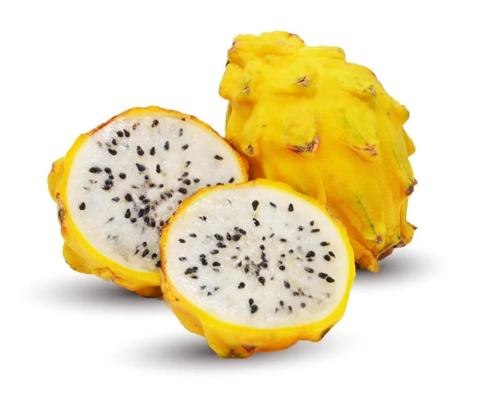 Yellow Dragon Fruit live Plant /white flesh/Organic grows/12” tall - Image 5