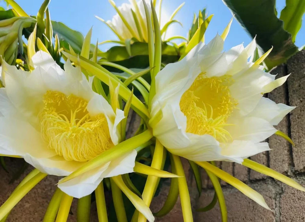 Yellow Dragon Fruit live Plant /white flesh/Organic grows/12” tall - Image 1