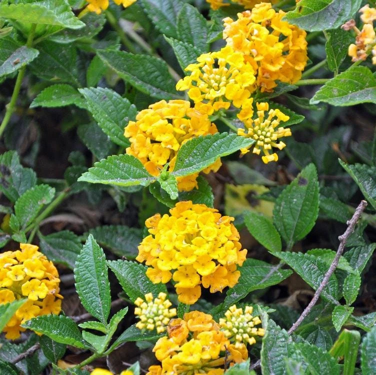 Yellow Lantana Live Plant - 3-6" Tall - Lantana camara - Bright Yellow Flowering Pollinator Plant for Containers & Butterfly Gardens - Image 1