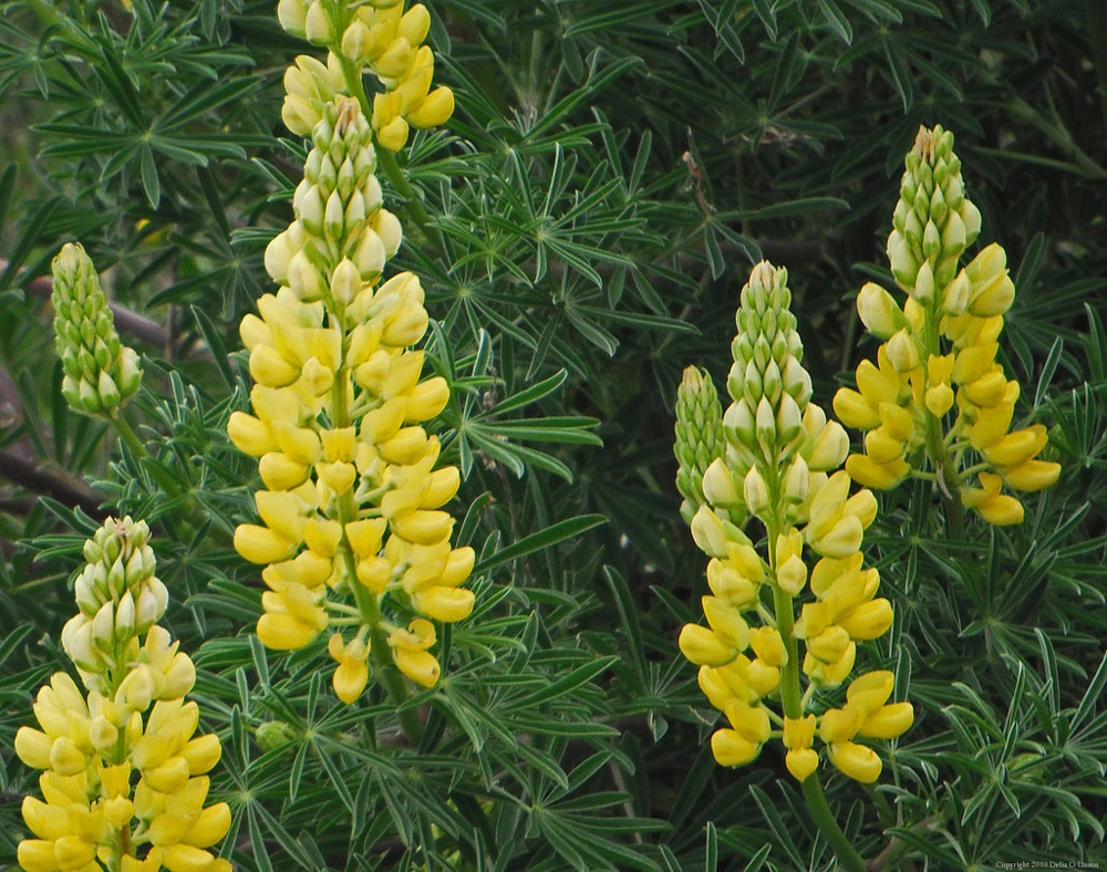 Yellow Lupine Seeds - Whitewhorl Wildflower - Annual Flower Seeds - Image 1