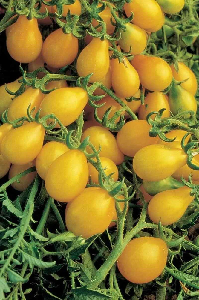 Yellow Pear Tomato Seeds Heirloom - Sweet & Juicy Cherry Tomatoes Outdoor - Image 2