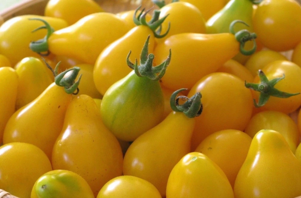 Yellow Pear Tomato Seeds Heirloom - Sweet & Juicy Cherry Tomatoes Outdoor - Image 1