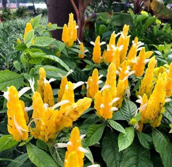 Yellow Shrimp Plant - 4-6" Tall - Ship no pot - Pachystachys lutea - Tropical Flowering Plant for Garden & Patio Decor - Image 1