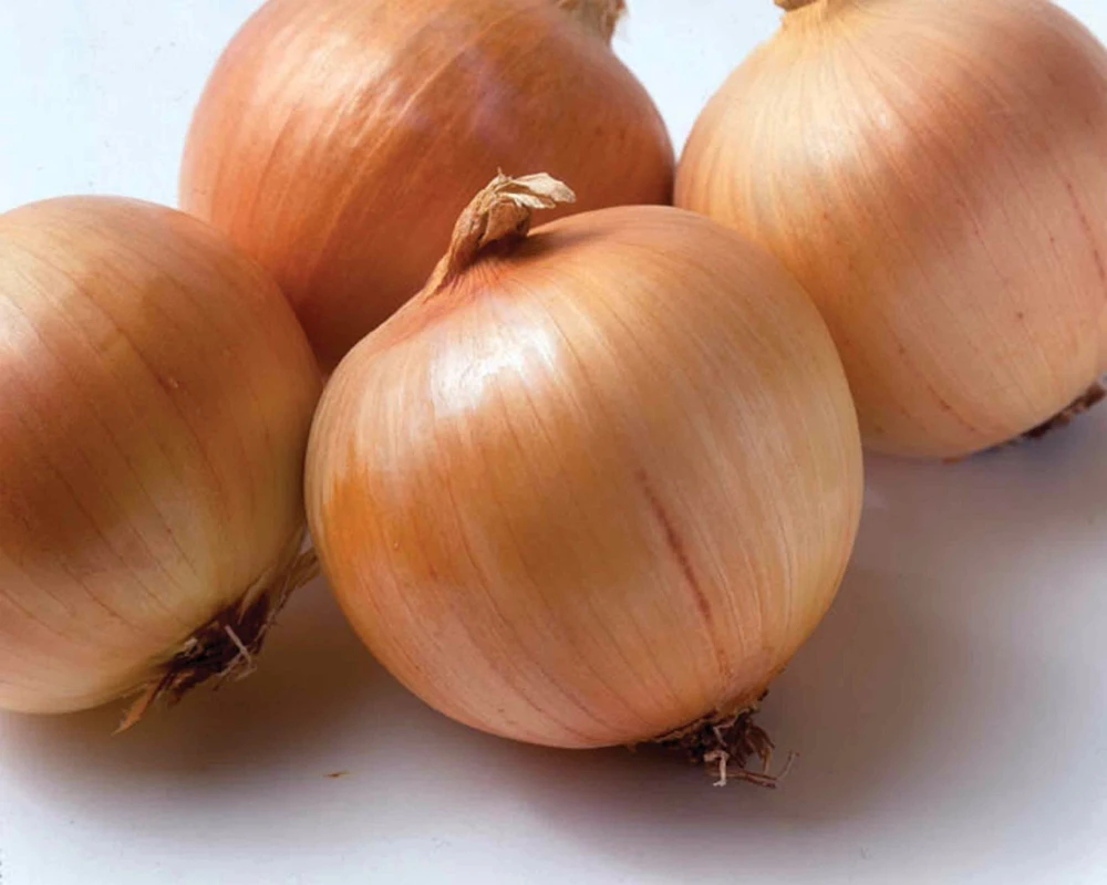 Yellow Sweet Spanish Onion Seeds - Allium cepa - Easy Grow Annual - Image 2