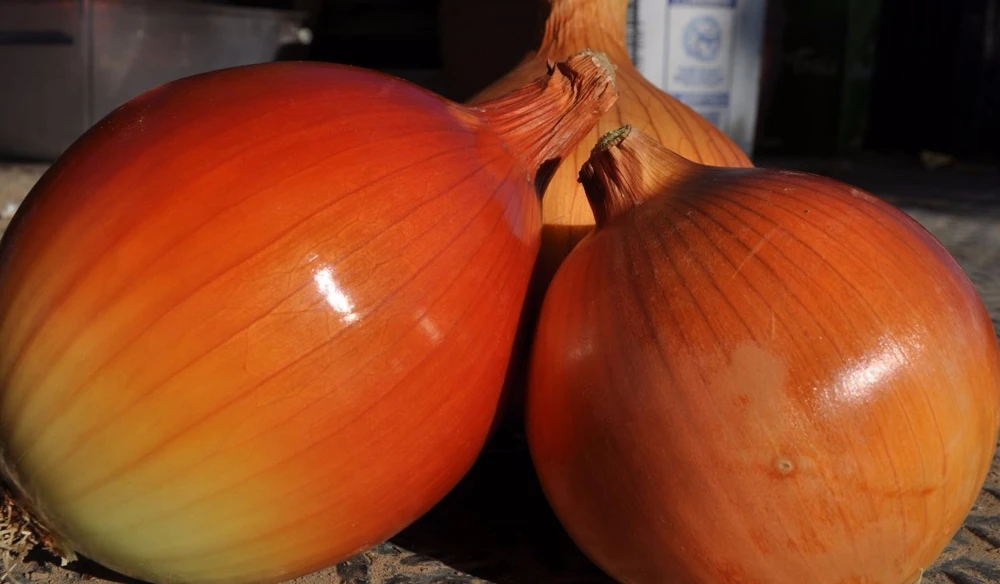 Yellow Sweet Spanish Onion Seeds - Allium cepa - Easy Grow Annual - Image 3