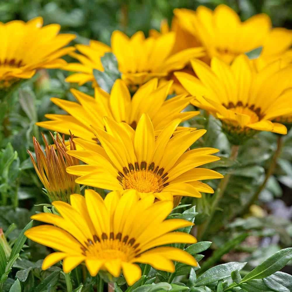 Yellow Treasure Flower Gazania Seeds - Drought Tolerant Ground Cover - 50 Seeds - Image 1