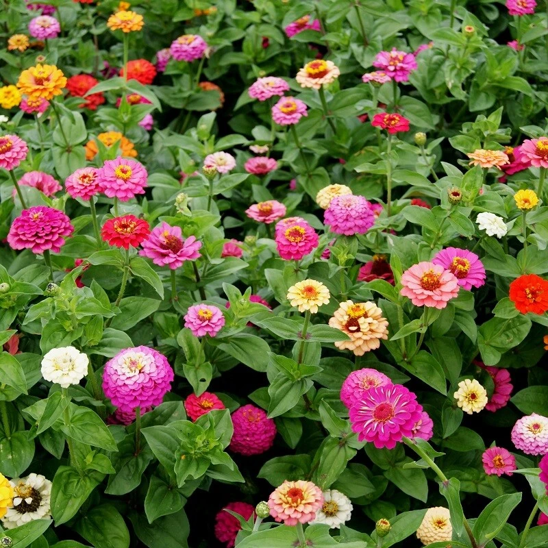 Zinnia Elegans Pumila Mix Flower Seeds - Cut & Come Again, Multicolor, Annual - Image 1