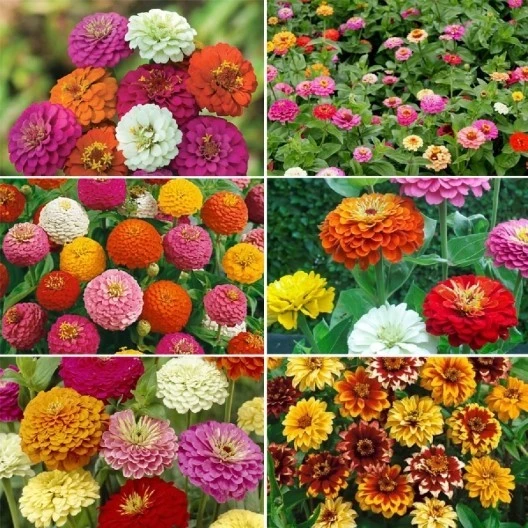 Zinnia Flower Seed Mix - 6 Varieties, Multicolor Annual Seeds for Garden - Image 1