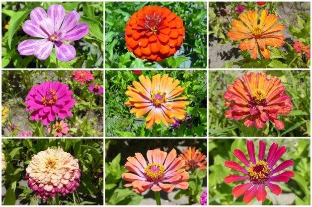 Zinnia Flower Seed Mix - 6 Varieties, Multicolor Annual Seeds for Garden - Image 2