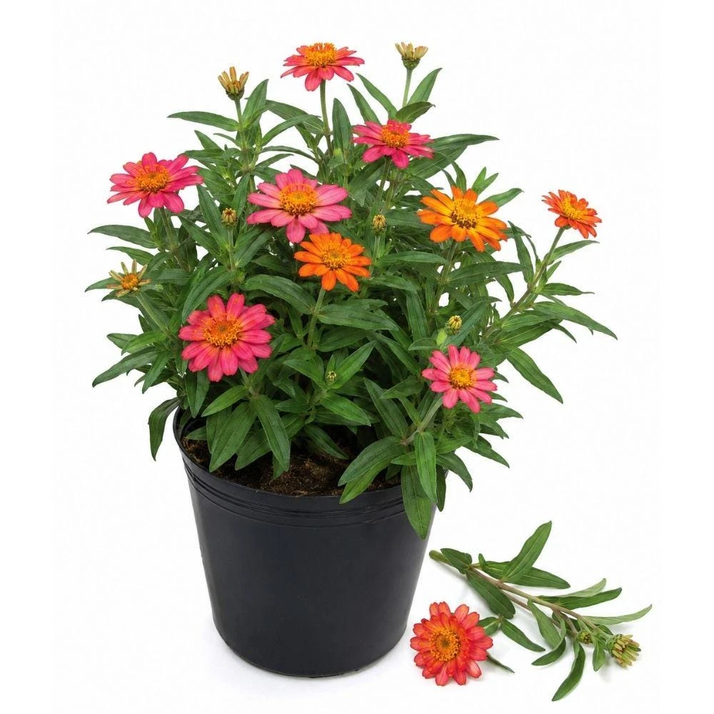 Zinnia Live Plants, Multi-color Flowers, Set of 3 in 4 Inch Pots, Flowering Garden Plants for Beds, Borders or Containers - Image 1