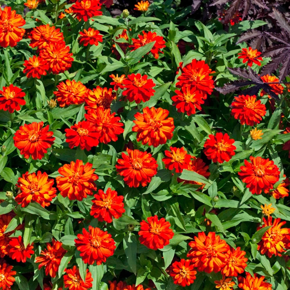 Zinnia Zahara Double Fire Flower Seeds - 50 Seeds - Vibrant Blooms - Image 1